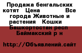 Продажа бенгальских котят › Цена ­ 20 000 - Все города Животные и растения » Кошки   . Башкортостан респ.,Баймакский р-н